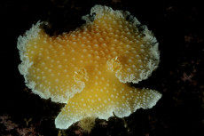 nudibranche-jaune