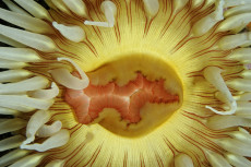 anemone-detail