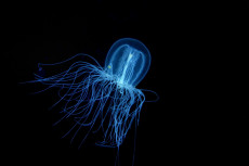 micro-meduse