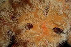 anemone-metridium-detail