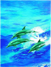 groupe-dauphins