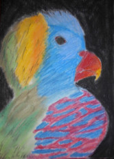 perroquet-aux-mille-couleurs