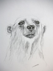 croquis-ours