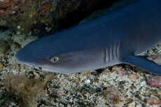 requin-pointe-blanche-1