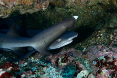 requin-pointe-blanche-2