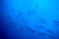 banc-de-requins-marteau-1