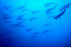 banc-de-requins-marteau-2