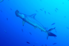 banc-de-requins-marteau-4