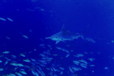 requin-marteau-2