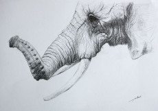 dessin-elephant