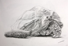 dessin-tortue