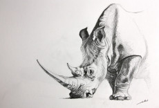 dessin-rhinoceros