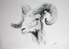 dessin-de-mouflon