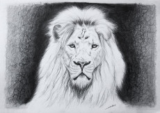 dessin-de-lion