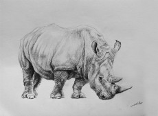 dessin-de-rhinoceros