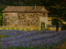 lavande-en-provence