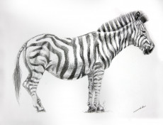 dessin-de-zebre