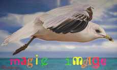 magie-image