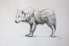 dessin-de-loup