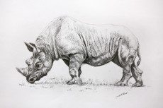 dessin-de-rhinoceros
