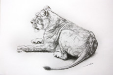 dessin-de-lionne