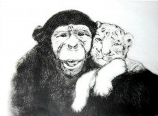 le-chimpanze-et-le-bebe-tigre