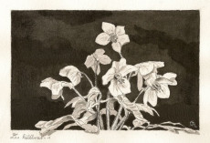 les-hellebores-1