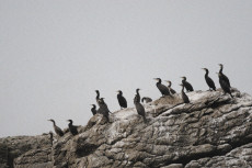 les-cormorans-du-pilier