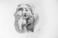 dessin-delephant