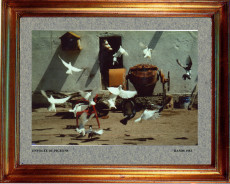 1983-envol-de-pigeons
