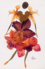 n-78-orchidees