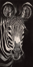 zebre