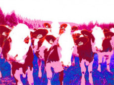 cow-gang
