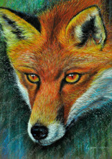 the-fox