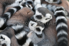 love-of-lemurs
