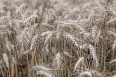 field-of-wheat