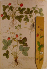 marque-page-fraise-des-bois