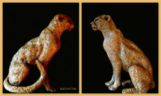 cheetah-guepard-assis