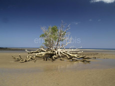 mangrove-mayotte