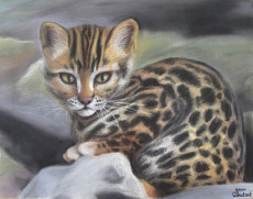 chat-du-bengale