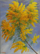 branche-de-mimosas