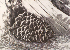 ce-qui-tombe-du-sapin