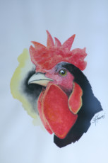 coq