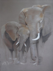 elephante-et-son-petit