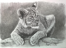 leo-le-lionceau
