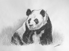 panda-pando