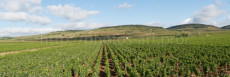 panorama-of-the-wine-of-beaune-bourgogne
