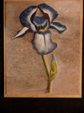 blue-and-gray-flower