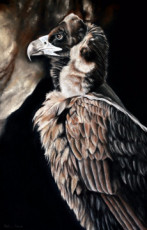 vautour-moine