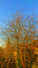 soleil-matinal-sur-un-arbre-sans-feuille